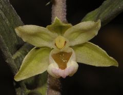 Epipactis purpurata Sm.