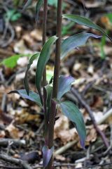 Epipactis purpurata Sm.