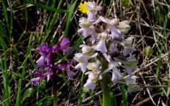 Anacamptis morio (Poir.) R.M. Bateman, Pridgeon & M.W. Chase