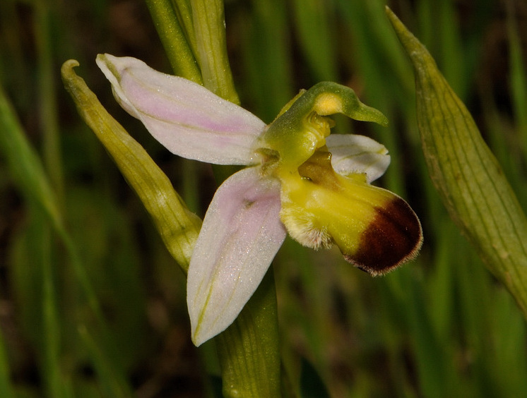 Ophrys apifera var. bicolor (Nageli) E. Nelson