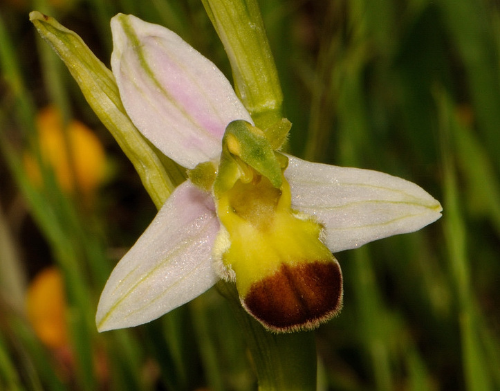 Ophrys apifera var. bicolor (Nageli) E. Nelson