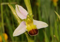 Ophrys apifera var. bicolor (Nageli) E. Nelson