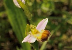 Ophrys apifera var. bicolor (Nageli) E. Nelson