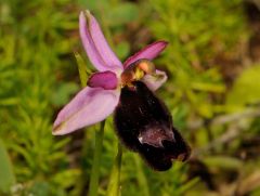 Ophrys bertolonii subsp. bertolonii Moretti