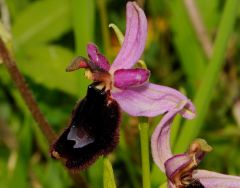 Ophrys bertolonii subsp. bertolonii Moretti