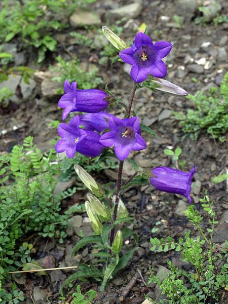 Campanula Medium L. - Schede delle erbe, piante e fiori ...