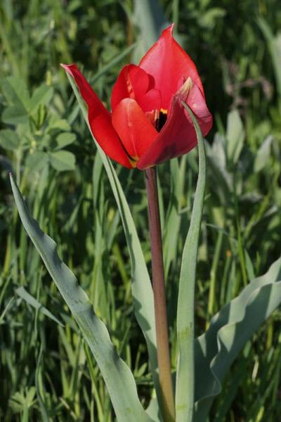 8l-tulipa-raddii-XMG_1688.jpg