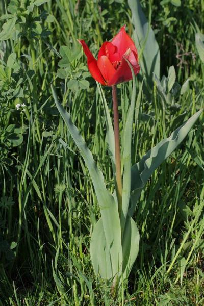 7l-tulipa-raddii-XMG_1679.jpg