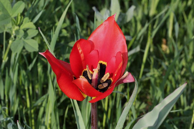 10l-tulipa-raddii-XMG_1697.jpg
