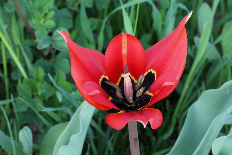11l-tulipa-raddii-XMG_1712.jpg