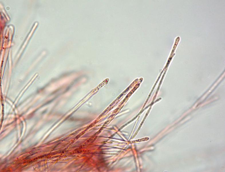 Sarcoscypha-coccinea-11-2-3Parafisi-600x-RC.jpg