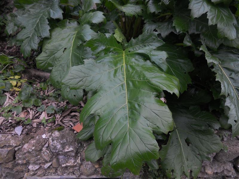 Pianta Con Foglie Grandi E Verdi
