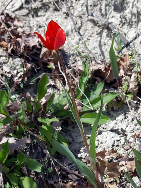 1e_tulipa_oculus_solis_X3220626.jpg