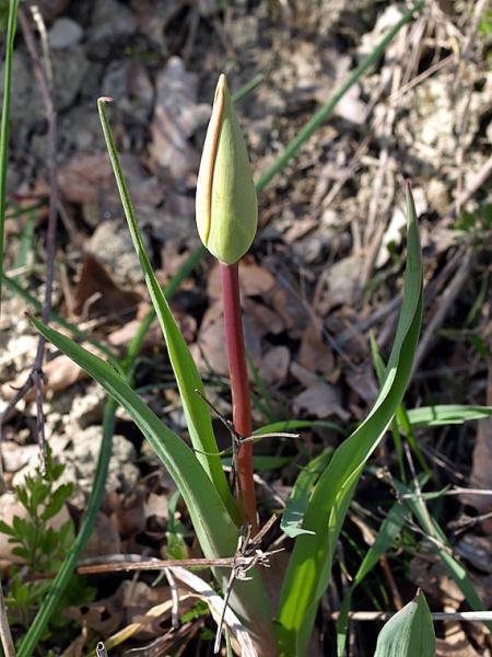 2e_tulipa_oculus_solis_X3220646.jpg