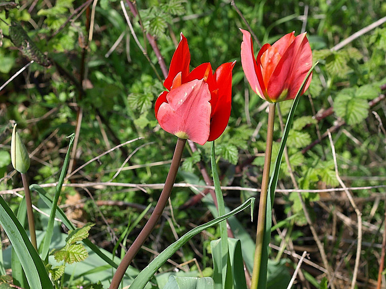 4e_tulipa_oculus_solis_X3220652.jpg