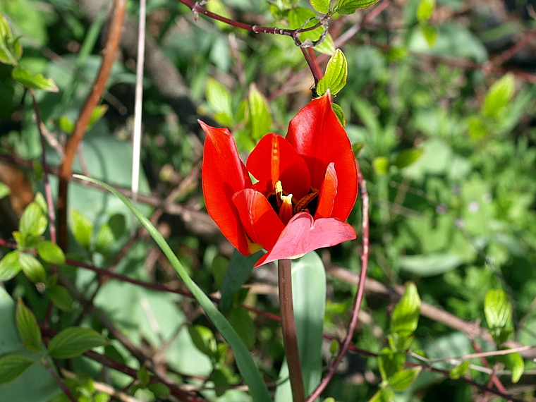 6e_tulipa_oculus_solis_X3220655.jpg