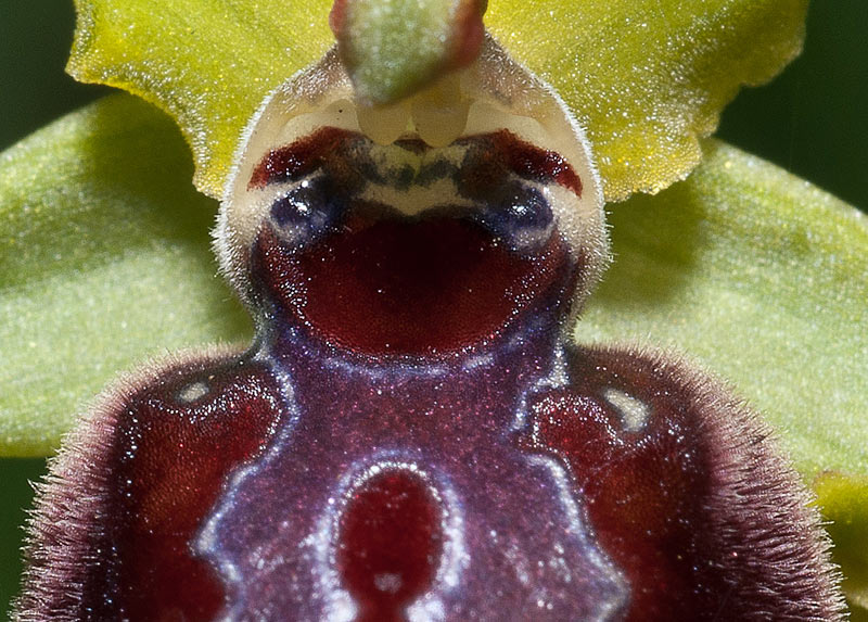 Ophrys-sphegodes-21b.jpg