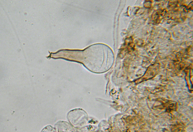 Coprinus-auricomus-34-Pileocistidi.jpg