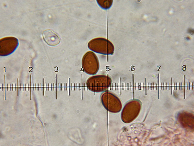 Coprinus-auricomus-19-Spore-Rosso-Congo.jpg