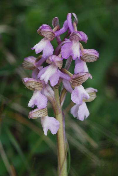 Anacamptis-morio-17.jpg