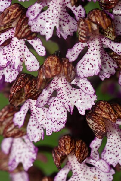 Orchis-purpurea-09.jpg