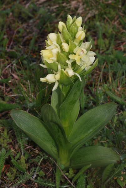 Dactylorhiza-sambucina-52.jpg