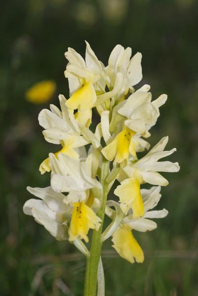 Orchis-pauciflora-12.jpg