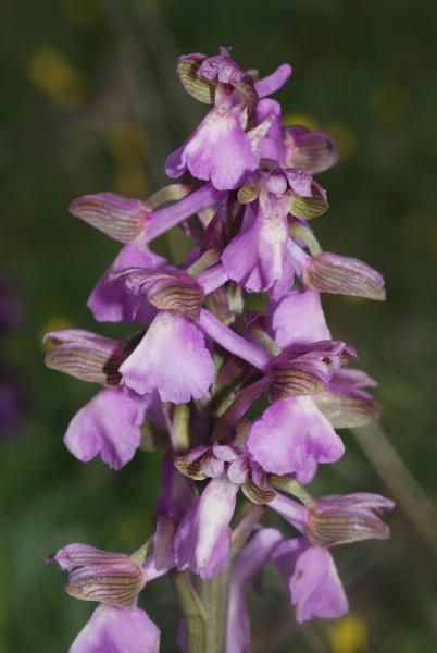 Anacamptis-morio-12.jpg