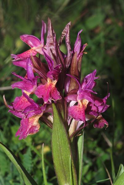 Dactylorhiza-sambucina-11.jpg