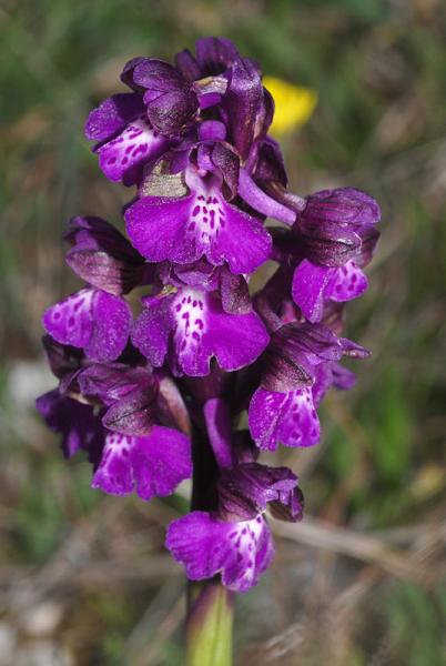 Anacamptis-morio-06.jpg