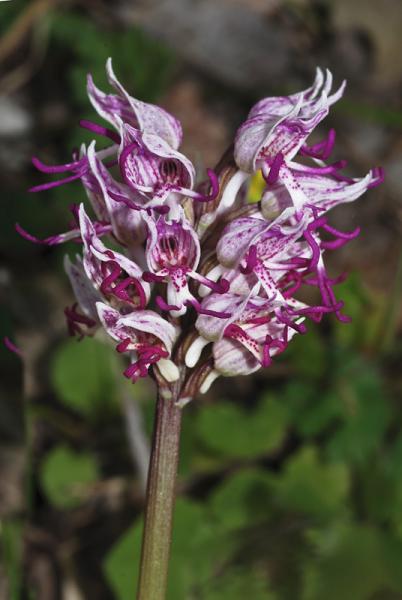 Orchis-simia-03.jpg