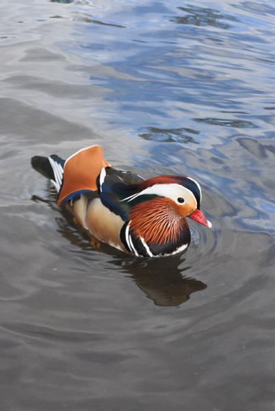 Aix-galericulata---Mandarina-duck---Anatra-Mandarina-04.jpg