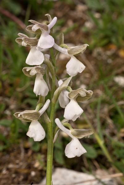 Anacamptis-morio-05.jpg