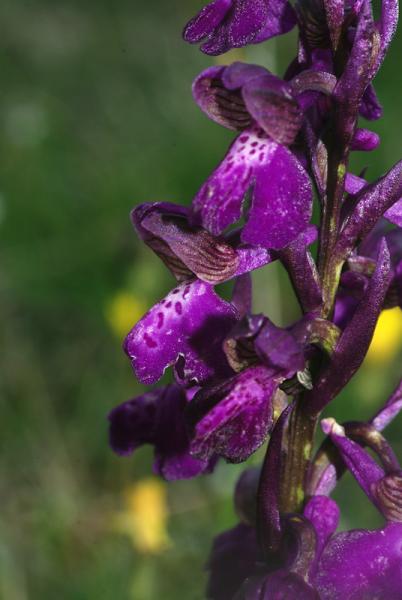 Anacamptis-morio-07.jpg