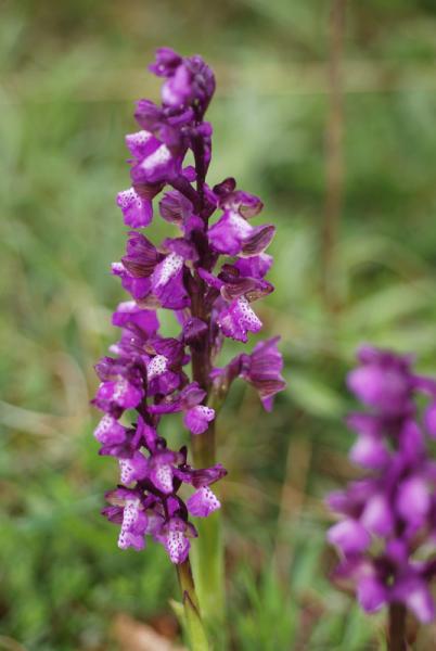 Anacamptis-morio-02.jpg