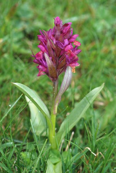 Dactylorhiza-sambucina-03.jpg