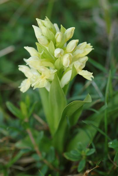 Dactylorhiza-sambucina-34.jpg