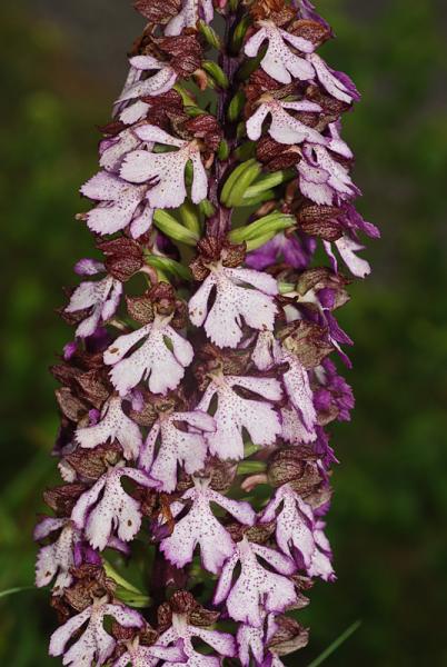 Orchis-purpurea-11.jpg
