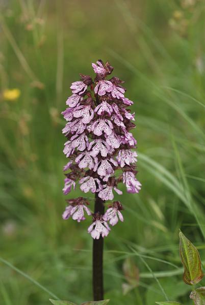 Orchis-purpurea-16.jpg