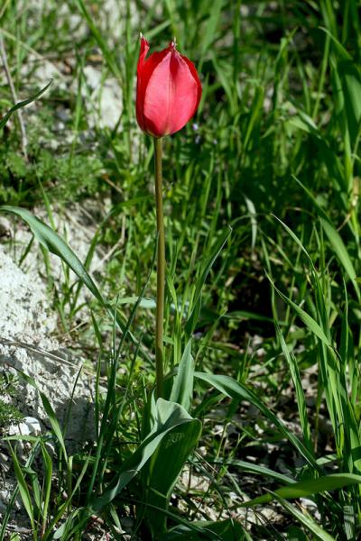 1n-tulipa-raddii-XMG_8930.jpg