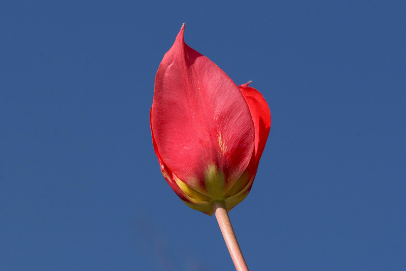 5n-tulipa-raddii-XMG_8921.jpg
