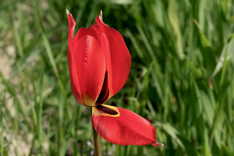 2n-tulipa-raddii-XMG_8934.jpg