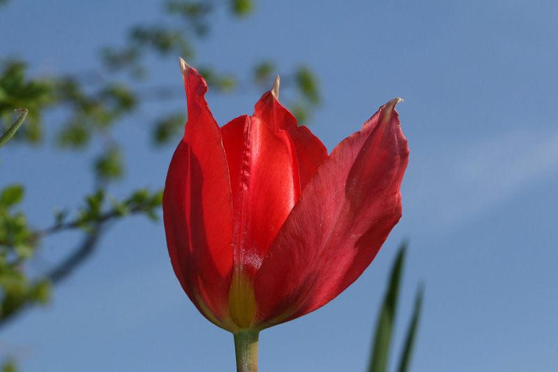 3n-tulipa-raddii-XMG_8937.jpg
