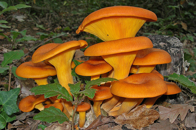 Risultati immagini per Omphalotus olearius