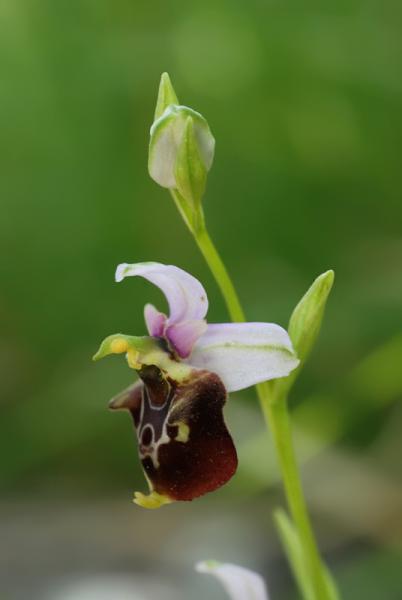 17_Ophrys_holoserica.jpg