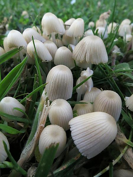 Coprinellus disseminatus 13.jpg