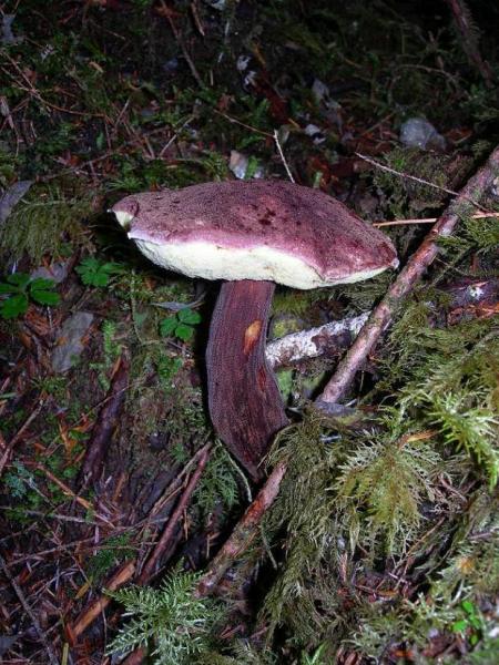 boletus mirabilis foto 1.jpg