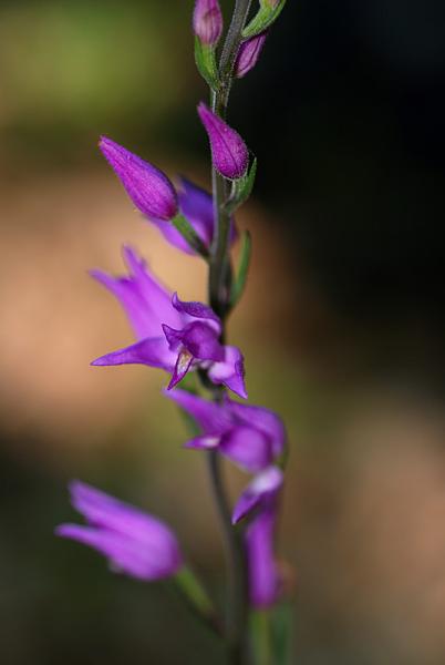 Cephalanthera rubra02.jpg