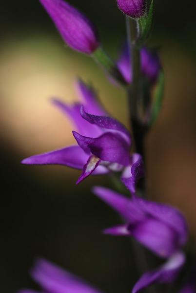 Cephalanthera rubra05.jpg