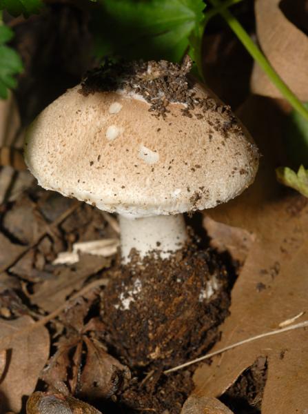 Leucoagaricus  wichanskyi 02.jpg